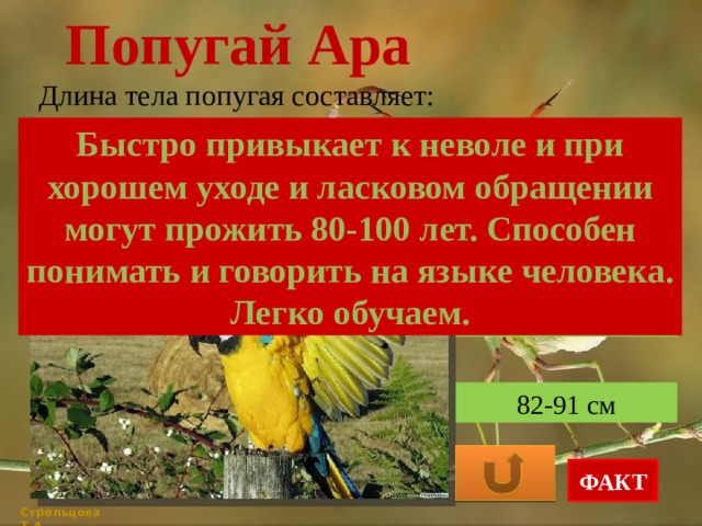 Попугай Ара Длина тела попугая составляет: Быстро привыкает к неволе и при хорошем уходе и ласковом обращении могут прожить 80-100 лет. Способен понимать и говорить на языке человека. Легко обучаем. 40-50 см 63-70 см 82-91 см ФАКТ Стрельцова Т.А. 