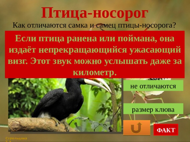 Птица-носорог Как отличаются самка и самец птицы-носорога? Если птица ранена или поймана, она издаёт непрекращающийся ужасающий визг. Этот звук можно услышать даже за километр. окрас оперения не отличаются размер клюва ФАКТ Стрельцова Т.А. 