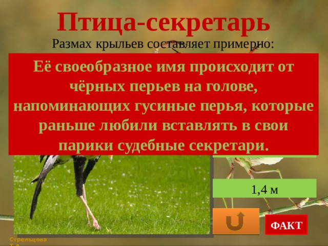 Птица-секретарь Размах крыльев составляет примерно: Её своеобразное имя происходит от чёрных перьев на голове, напоминающих гусиные перья, которые раньше любили вставлять в свои парики судебные секретари. 1 м 2,1 м 1,4 м ФАКТ Стрельцова Т.А. 