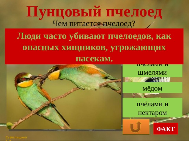 Пунцовый пчелоед Чем питается пчелоед? Люди часто убивают пчелоедов, как опасных хищников, угрожающих пасекам. пчёлами и шмелями мёдом пчёлами и нектаром ФАКТ Стрельцова Т.А. 