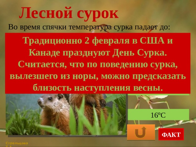Лесной сурок Во время спячки температура сурка падает до: Традиционно 2 февраля в США и Канаде празднуют День Сурка. Считается, что по поведению сурка, вылезшего из норы, можно предсказать близость наступления весны. 31ºС 8ºС 16ºС ФАКТ Стрельцова Т.А. 