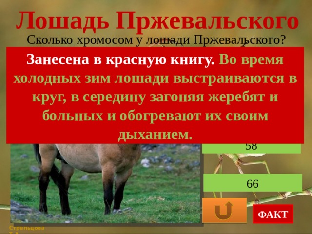 Лошадь Пржевальского Сколько хромосом у лошади Пржевальского? Занесена в красную книгу. Во время холодных зим лошади выстраиваются в круг, в середину загоняя жеребят и больных и обогревают их своим дыханием. 64 58 66 ФАКТ Стрельцова Т.А. 