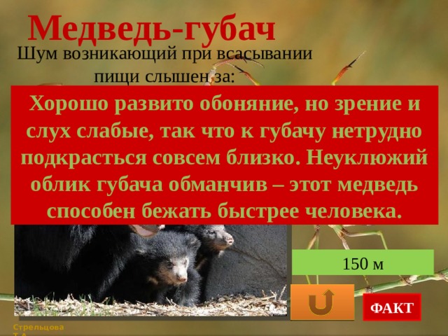 Медведь-губач Шум возникающий при всасывании пищи слышен за: Хорошо развито обоняние, но зрение и слух слабые, так что к губачу нетрудно подкрасться совсем близко. Неуклюжий облик губача обманчив – этот медведь способен бежать быстрее человека. 500 м 350 м 150 м ФАКТ Стрельцова Т.А. 