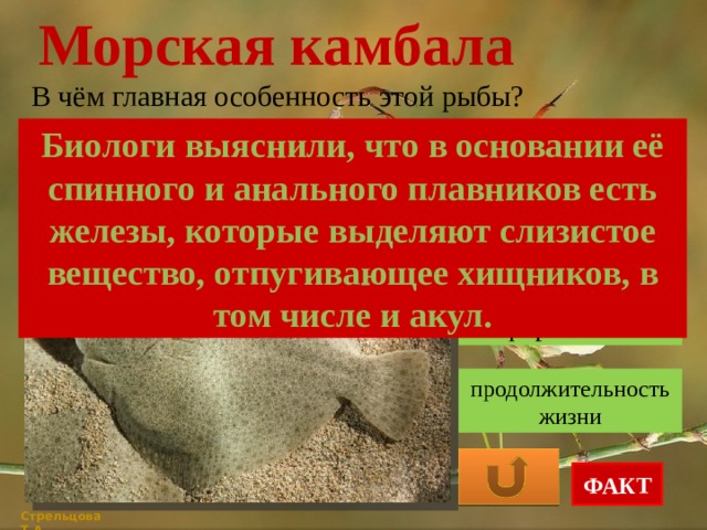 Морская камбала В чём главная особенность этой рыбы? Биологи выяснили, что в основании её спинного и анального плавников есть железы, которые выделяют слизистое вещество, отпугивающее хищников, в том числе и акул. скорость плавания форма тема продолжительность жизни ФАКТ Стрельцова Т.А. 
