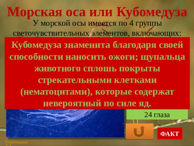 Морская оса или Кубомедуза У морской осы имеется по 4 группы светочувствительных элементов, включающих: Кубомедуза знаменита благодаря своей способности наносить ожоги; щупальца животного сплошь покрыты стрекательными клетками (нематоцитами), которые содержат невероятный по силе яд. 12 глаз 16 глаз 24 глаза ФАКТ Стрельцова Т.А. 