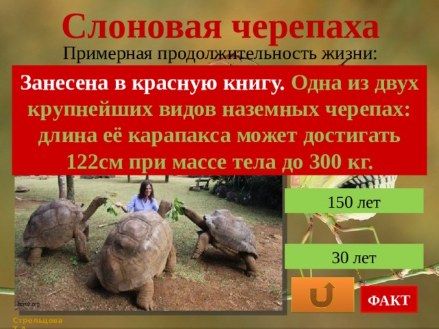 Слоновая черепаха Примерная продолжительность жизни: Занесена в красную книгу. Одна из двух крупнейших видов наземных черепах: длина её карапакса может достигать 122см при массе тела до 300 кг. 50 лет 150 лет 30 лет ФАКТ Стрельцова Т.А. 