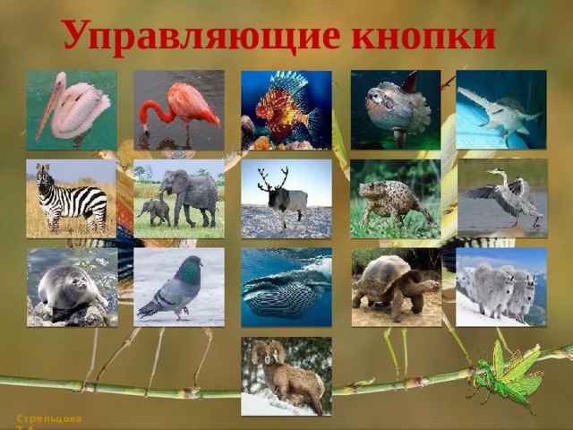 Управляющие кнопки Стрельцова Т.А. 