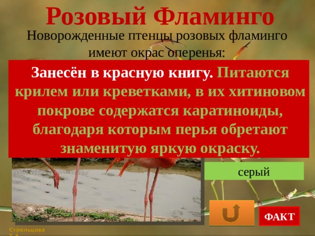 Розовый Фламинго Новорожденные птенцы розовых фламинго имеют окрас оперенья: Занесён в красную книгу. Питаются крилем или креветками, в их хитиновом покрове содержатся каратиноиды, благодаря которым перья обретают знаменитую яркую окраску. Занесён в красную книгу. Питаются крилем или креветками, в их хитиновом покрове содержатся каратиноиды, благодаря которым перья обретают знаменитую яркую окраску. розовый белый серый ФАКТ Стрельцова Т.А. 