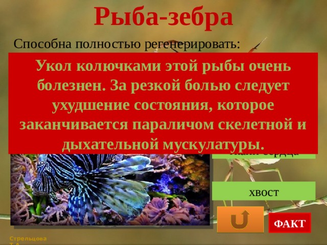 Рыба-зебра Способна полностью регенерировать: Укол колючками этой рыбы очень болезнен. За резкой болью следует ухудшение состояния, которое заканчивается параличом скелетной и дыхательной мускулатуры. плавник ткани сердца хвост ФАКТ Стрельцова Т.А. 