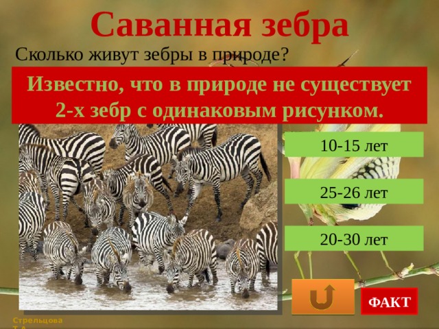Саванная зебра Сколько живут зебры в природе? Известно, что в природе не существует 2-х зебр с одинаковым рисунком. 10-15 лет 25-26 лет 20-30 лет ФАКТ Стрельцова Т.А. 