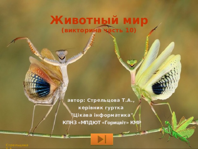 Животный мир  (викторина часть 10) автор: Стрельцова Т.А., керівник гуртка 