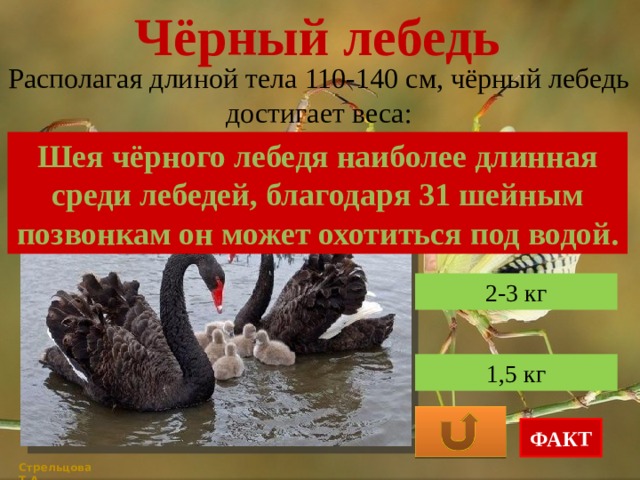Чёрный лебедь Располагая длиной тела 110-140 см, чёрный лебедь достигает веса: Шея чёрного лебедя наиболее длинная среди лебедей, благодаря 31 шейным позвонкам он может охотиться под водой. 4-8 кг 2-3 кг 1,5 кг ФАКТ Стрельцова Т.А. 