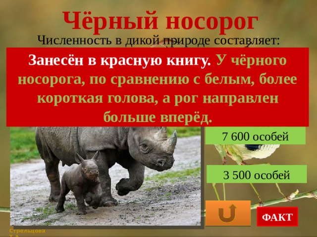 Чёрный носорог Численность в дикой природе составляет: Занесён в красную книгу. У чёрного носорога, по сравнению с белым, более короткая голова, а рог направлен больше вперёд. 10 000 особей 7 600 особей 3 500 особей ФАКТ Стрельцова Т.А. 