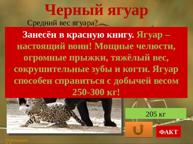Черный ягуар Средний вес ягуара? Занесён в красную книгу. Ягуар – настоящий воин! Мощные челюсти, огромные прыжки, тяжёлый вес, сокрушительные зубы и когти. Ягуар способен справиться с добычей весом 250-300 кг! 65 кг 100 кг 205 кг ФАКТ Стрельцова Т.А. 