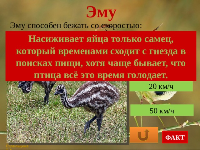 Эму Эму способен бежать со скоростью: Насиживает яйца только самец, который временами сходит с гнезда в поисках пищи, хотя чаще бывает, что птица всё это время голодает. 100 км/ч 20 км/ч 50 км/ч ФАКТ Стрельцова Т.А. 