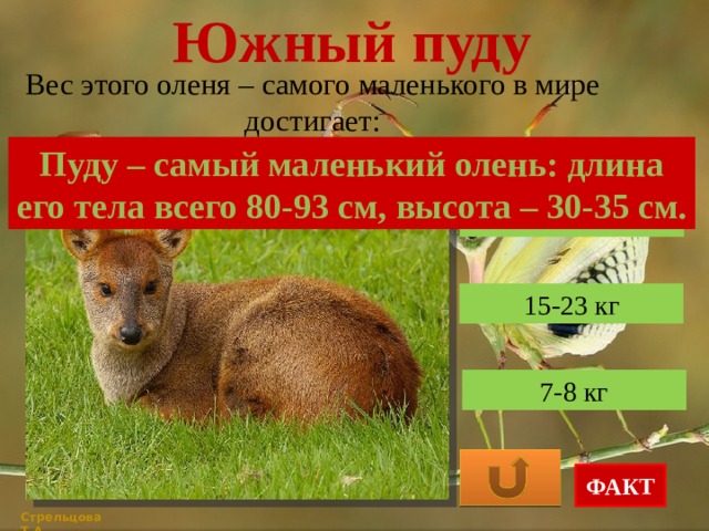 Южный пуду Вес этого оленя – самого маленького в мире достигает: Пуду – самый маленький олень: длина его тела всего 80-93 см, высота – 30-35 см. 50-60 кг 15-23 кг 7-8 кг ФАКТ Стрельцова Т.А. 