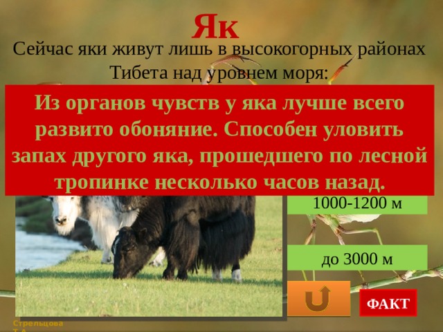 Як Сейчас яки живут лишь в высокогорных районах Тибета над уровнем моря: Из органов чувств у яка лучше всего развито обоняние. Способен уловить запах другого яка, прошедшего по лесной тропинке несколько часов назад. 4300-4600 м 1000-1200 м до 3000 м ФАКТ Стрельцова Т.А. 
