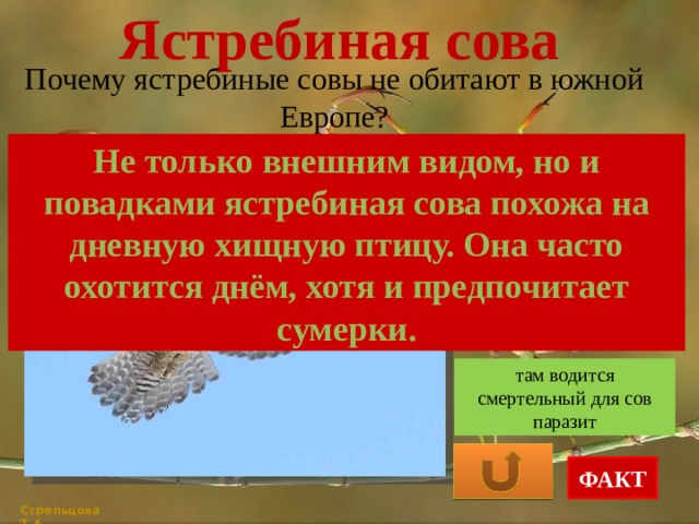 Ястребиная сова Почему ястребиные совы не обитают в южной Европе? Не только внешним видом, но и повадками ястребиная сова похожа на дневную хищную птицу. Она часто охотится днём, хотя и предпочитает сумерки. для обитания необходимы хвойные леса они не выносят высокой температуры там водится смертельный для сов паразит ФАКТ Стрельцова Т.А. 