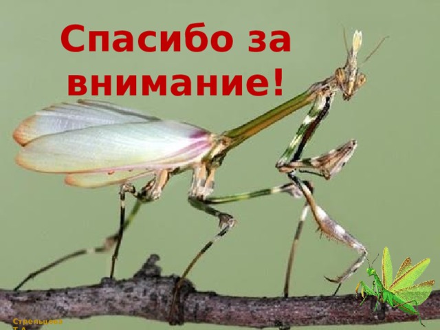 Спасибо за внимание! Стрельцова Т.А. 