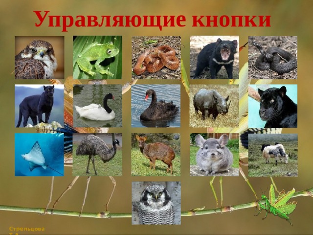 Управляющие кнопки Стрельцова Т.А. 