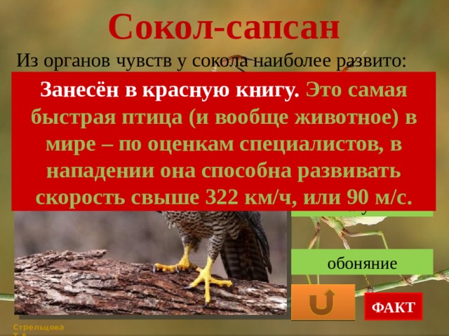 Сокол-сапсан Из органов чувств у сокола наиболее развито: Занесён в красную книгу. Это самая быстрая птица (и вообще животное) в мире – по оценкам специалистов, в нападении она способна развивать скорость свыше 322 км/ч, или 90 м/с. зрение слух обоняние ФАКТ Стрельцова Т.А. 