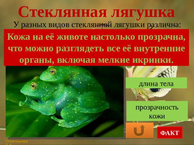 Стеклянная лягушка У разных видов стеклянной лягушки различна: Кожа на её животе настолько прозрачна, что можно разглядеть все её внутренние органы, включая мелкие икринки. масса длина тела прозрачность кожи ФАКТ Стрельцова Т.А. 