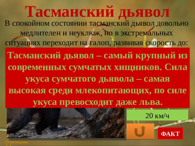 Тасманский дьявол В спокойном состоянии тасманский дьявол довольно медлителен и неуклюж, но в экстремальных ситуациях переходит на галоп, развивая скорость до: Тасманский дьявол – самый крупный из современных сумчатых хищников. Сила укуса сумчатого дьявола – самая высокая среди млекопитающих, по силе укуса превосходит даже льва. 30 к/ч 13 км/ч 20 км/ч ФАКТ Стрельцова Т.А. 