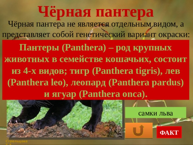 Чёрная пантера Чёрная пантера не является отдельным видом, а представляет собой генетический вариант окраски: Пантеры (Panthera) – род крупных животных в семействе кошачьих, состоит из 4-х видов; тигр (Panthera tigris), лев (Panthera leo), леопард (Panthera pardus) и ягуар (Panthera onca). самки ягуара самки гепарда самки льва ФАКТ Стрельцова Т.А. 
