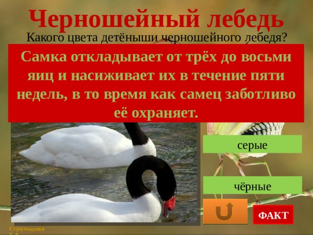 Черношейный лебедь Какого цвета детёныши черношейного лебедя? Самка откладывает от трёх до восьми яиц и насиживает их в течение пяти недель, в то время как самец заботливо её охраняет. белые серые чёрные ФАКТ Стрельцова Т.А. 