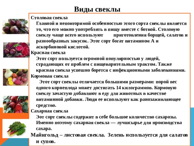 В иды свеклы Столовая свекла  Главной и неповторимой особенностью этого сорта свеклы является то, что его можно употреблять в пищу вместе с ботвой. Столовую свеклу чаще всего используют для приготовления борщей, салатов и разнообразных закусок. Этот сорт богат витамином А и аскорбиновой кислотой. Красная свекла  Этот сорт пользуется огромной популярностью у людей, страдающих от проблем с пищеварительным трактом. Также красная свекла успешно борется с инфекционными заболеваниями. Кормовая свекла  Этот сорт свеклы отличается большими размерами: порой вес одного корнеплода может достигать 14 килограммов. Кормовую свеклу зачастую добавляют в еду для животных в качестве витаминной добавки. Люди ее используют как ранозаживляющее средство. Сахарная свекла  Эот сорт свеклы содержит в себе большое количество сахарозы. Именно поэтому сахарная свекла — лучшсырье для производства сахара. Майнгольд – листовая свекла. Зелень используется для салатов и супов.  