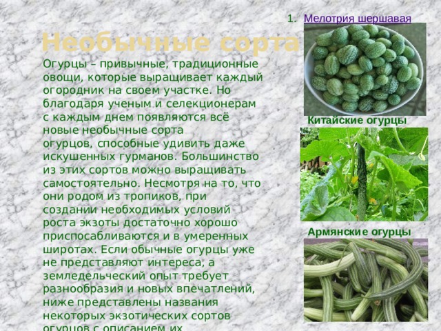 Мелотрия шершавая Необычные сорта Огурцы – привычные, традиционные овощи, которые выращивает каждый огородник на своем участке. Но благодаря ученым и селекционерам с каждым днем появляются всё новые необычные сорта огурцов,   способные удивить даже искушенных гурманов. Большинство из этих сортов можно выращивать самостоятельно. Несмотря на то, что они родом из тропиков, при создании необходимых условий роста экзоты достаточно хорошо приспосабливаются и в умеренных широтах. Если обычные огурцы уже не представляют интереса, а земледельческий опыт требует разнообразия и новых впечатлений, ниже представлены названия некоторых экзотических сортов огурцов с описанием их особенностей, которые не оставят равнодушным ни одного дачника. Китайские огурцы Армянские огурцы 
