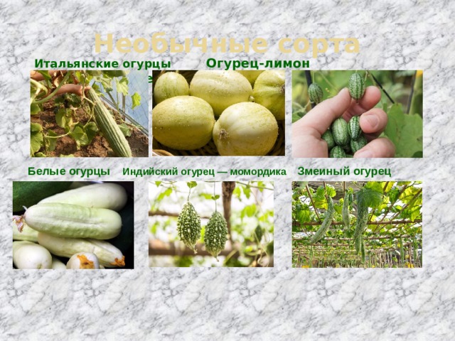 Необычные сорта Итальянские огурцы Огурец-лимон Мелотрия шершавая   Белые огурцы Индийский огурец — момордика Змеиный огурец   
