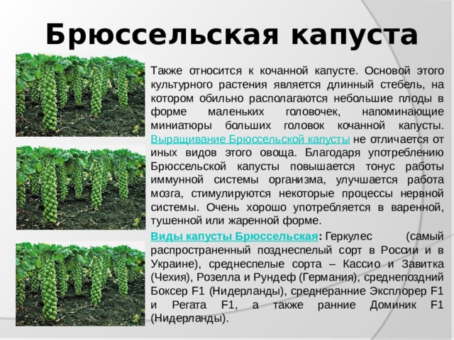 Брюссельская капуста Также относится к кочанной капусте. Основой этого культурного растения является длинный стебель, на котором обильно располагаются небольшие плоды в форме маленьких головочек, напоминающие миниатюры больших головок кочанной капусты. Выращивание Брюссельской капусты  не отличается от иных видов этого овоща. Благодаря употреблению Брюссельской капусты повышается тонус работы иммунной системы организма, улучшается работа мозга, стимулируются некоторые процессы нервной системы. Очень хорошо употребляется в варенной, тушенной или жаренной форме. Виды капусты Брюссельская :  Геркулес (самый распространенный позднеспелый сорт в России и в Украине), среднеспелые сорта – Кассио и Завитка (Чехия), Розелла и Рундеф (Германия), среднепоздний Боксер F1 (Нидерланды), среднеранние Эксплорер F1 и Регата F1, а также ранние Доминик F1 (Нидерланды). 