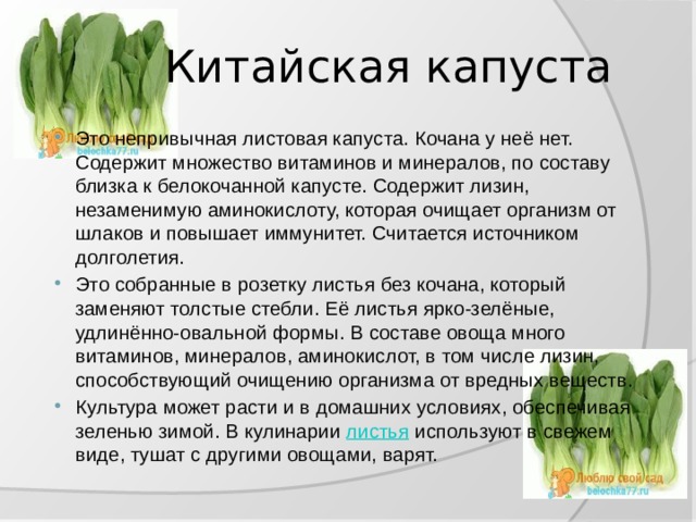  Китайская капуста Это непривычная листовая капуста. Кочана у неё нет. Содержит множество витаминов и минералов, по составу близка к белокочанной капусте. Содержит лизин, незаменимую аминокислоту, которая очищает организм от шлаков и повышает иммунитет. Считается источником долголетия. Это собранные в розетку листья без кочана, который заменяют толстые стебли. Её листья ярко-зелёные, удлинённо-овальной формы. В составе овоща много витаминов, минералов, аминокислот, в том числе лизин, способствующий очищению организма от вредных веществ. Культура может расти и в домашних условиях, обеспечивая зеленью зимой. В кулинарии  листья  используют в свежем виде, тушат с другими овощами, варят. 