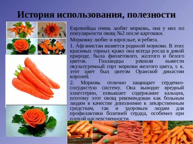 История использования, полезности Европейцы очень любят морковь, она у них по популярности овощ №2 после картошки. Морковку любят и взрослые, и ребята. 1. Афганистан является родиной моркови. В этих красивых горных краях она всегда росла в дикой природе, была фиолетового, желтого и белого цветов. Голландцы решили вывести окультуренный сорт моркови желтого цвета, т. к. этот цвет был цветом Оранской династии королей. 2. Морковь отлично защищает сердечно-сосудистую систему. Она выводит вредный холестерин, повышает содержание кальция, поэтому этот овощ рекомендован как больным людям в качестве дополнение к лекарственным средствам, так и здоровым людям для профилактики болезней сердца, особенно при плохой наследственности. 