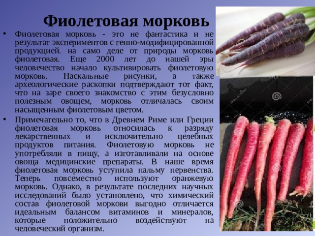 Фиолетовая морковь Фиолетовая морковь - это не фантастика и не результат экспериментов с генно-модифицированной продукцией. на само деле от природы морковь фиолетовая. Еще 2000 лет до нашей эры человечество начало культивировать фиолетовую морковь. Наскальные рисунки, а также археологические раскопки подтверждают тот факт, что на заре своего знакомство с этим безусловно полезным овощем, морковь отличалась своим насыщенным фиолетовым цветом. Примечательно то, что в Древнем Риме или Греции фиолетовая морковь относилась к разряду лекарственных и исключительно целебных продуктов питания. Фиолетовую морковь не употребляли в пищу, а изготавливали на основе овоща медицинские препараты. В наше время фиолетовая морковь уступила пальму первенства. Теперь повсеместно используют оранжевую морковь. Однако, в результате последних научных исследований было установлено, что химический состав фиолетовой моркови выгодно отличается идеальным балансом витаминов и минералов, которые положительно воздействуют на человеческий организм. 