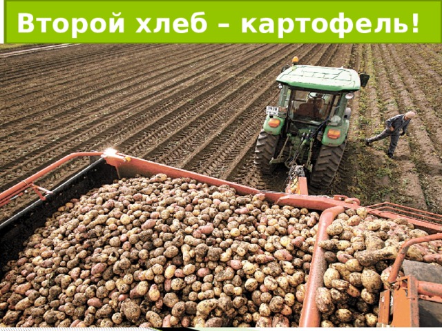 Второй хлеб – картофель! 