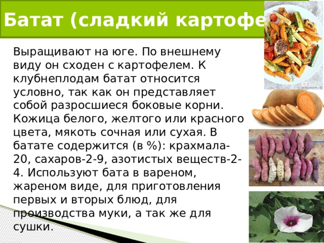 Батат (сладкий картофель) Выращивают на юге. По внешнему виду он сходен с картофелем. К клубнеплодам батат относится условно, так как он представляет собой разросшиеся боковые корни. Кожица белого, желтого или красного цвета, мякоть сочная или сухая. В батате содержится (в %): крахмала-20, сахаров-2-9, азотистых веществ-2-4. Используют бата в вареном, жареном виде, для приготовления первых и вторых блюд, для производства муки, а так же для сушки. 