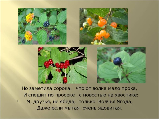 Но заметила сорока, что от волка мало прока,  И спешит по просеке  с новостью на хвостике: Я, друзья, не ябеда, только Волчья Ягода,  Даже если мытая очень ядовитая.  