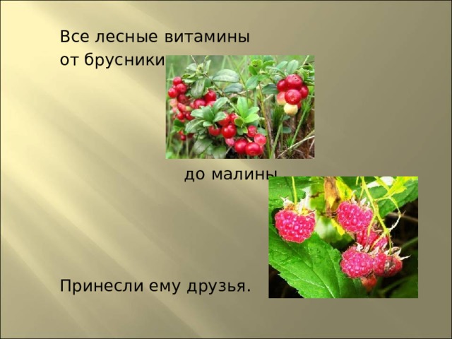  Все лесные витамины   от брусники  до малины    Принесли ему друзья.    