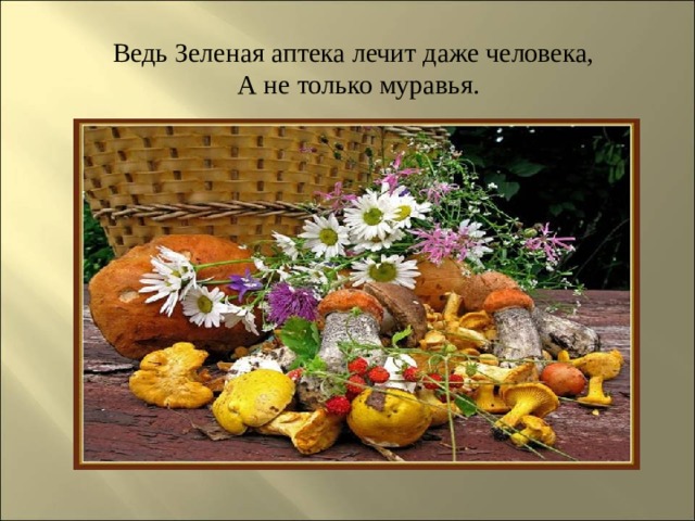  Ведь Зеленая аптека лечит даже человека,   А не только муравья. 