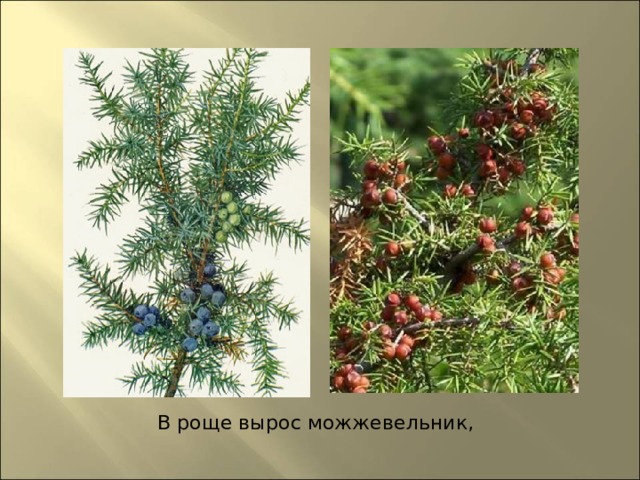 В роще вырос можжевельник,  