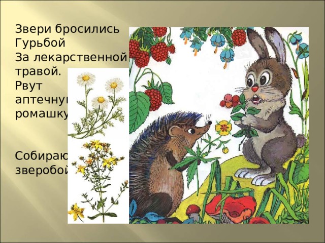 Звери бросились Гурьбой За лекарственной травой. Рвут аптечную ромашку,   Собирают зверобой. 