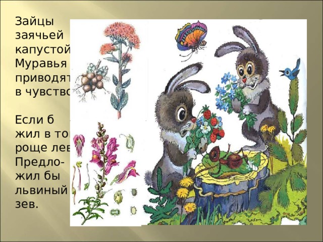 Зайцы заячьей капустой Муравья приводят в чувство, Если б жил в той роще лев – Предло- жил бы львиный зев.  
