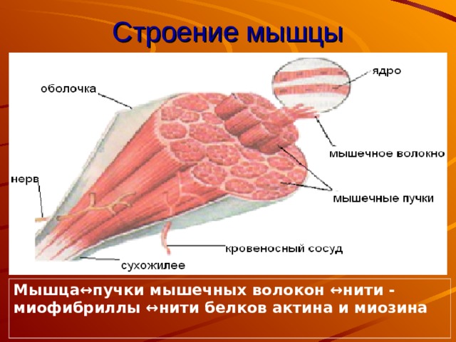 Строение мышцы Мышца↔пучки мышечных волокон ↔нити - миофибриллы ↔нити белков актина и миозина  