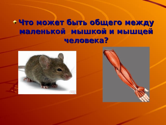 Что может быть общего между маленькой мышкой и мышцей человека? 