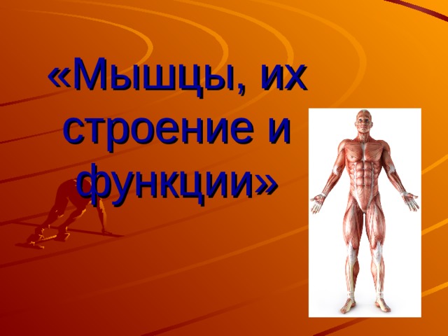 «Мышцы, их строение и функции» 