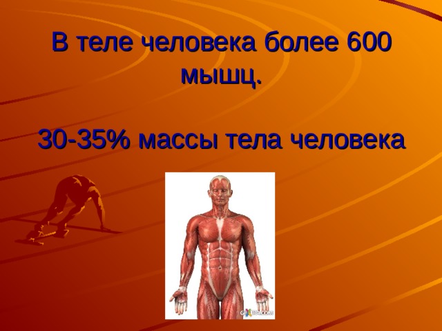 В теле человека более 600 мышц.   30-35% массы тела человека 