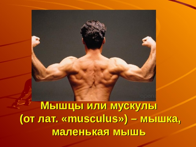 Мышцы или мускулы  (от лат. « musculus ») – мышка, маленькая мышь  