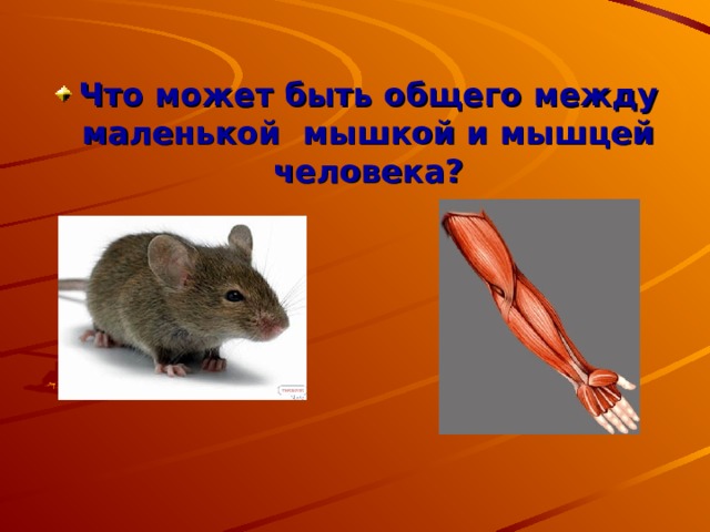 Что может быть общего между маленькой мышкой и мышцей человека? 